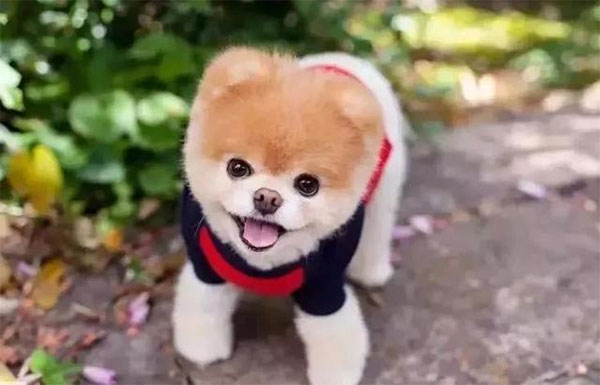 宠物视频发布技巧,主要是增加戏剧性